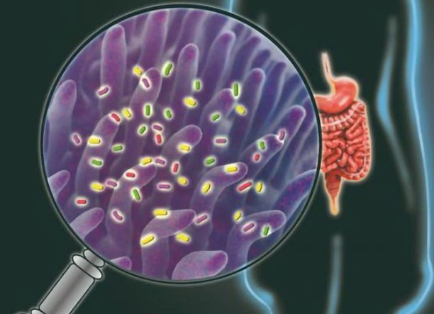 probiotics and prebiotics in gut health